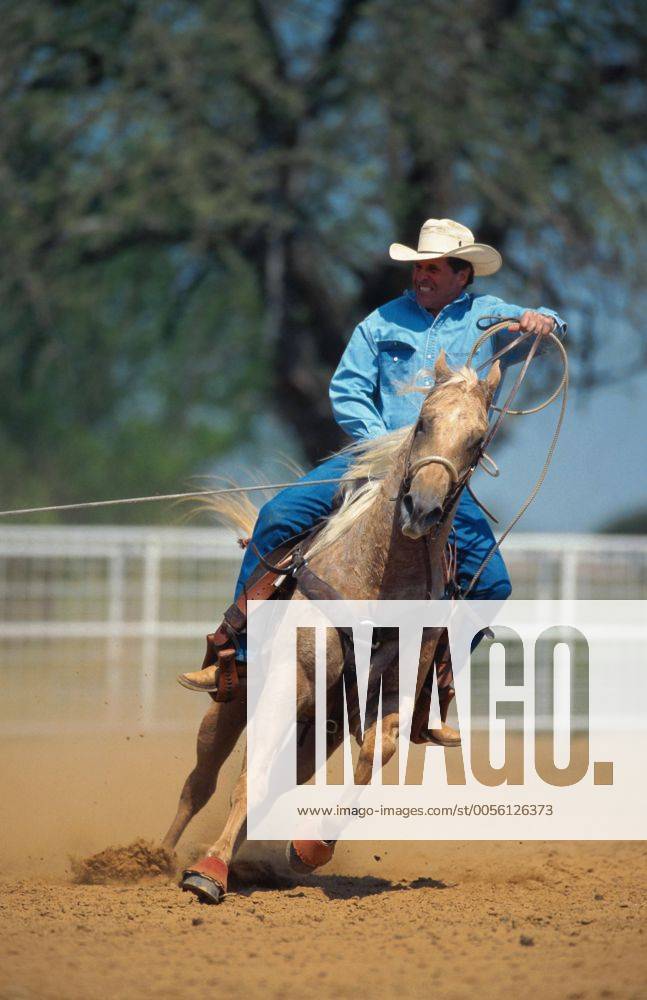 Quarter Horse (Equus przewalskii f. caballus), Cowboy Roping Quarterhorse (Equus przewalskii f. caballus), cowboy roping BLWS009647