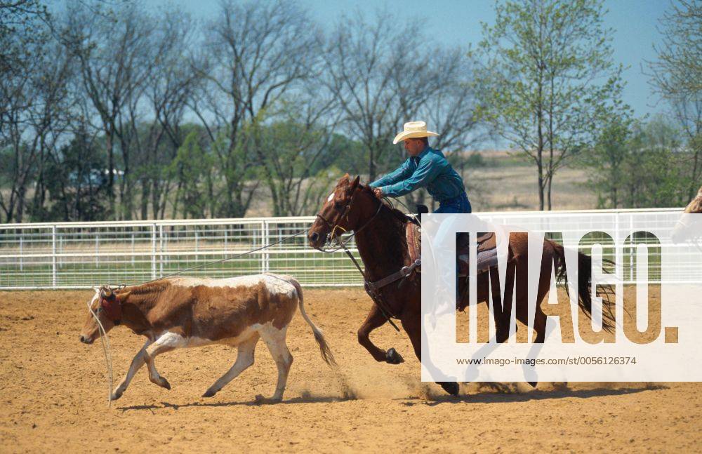 Quarter Horse (Equus przewalskii f. caballus), Cowboy Roping Quarterhorse (Equus przewalskii f. caballus), cowboy roping BLWS009649
