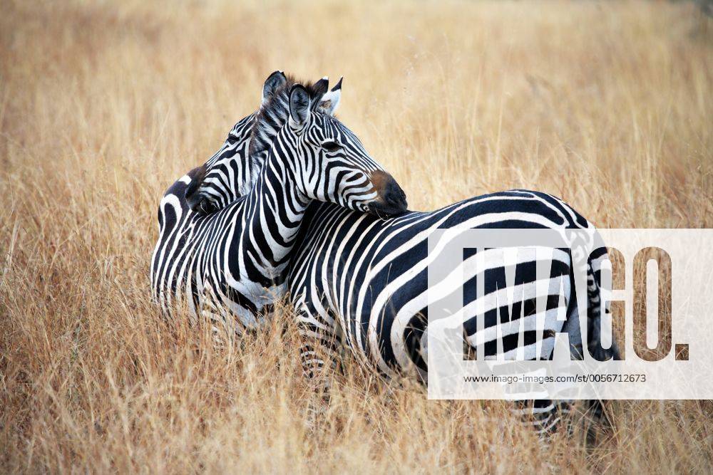 Equus Quagga (Zebra), Tarangire Nationalpark, Tansania iv_003_3324