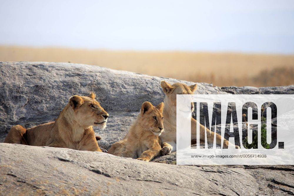 Panthera leo (Löwe), Serengeti Nationalpark, Tansania iv_003_5217