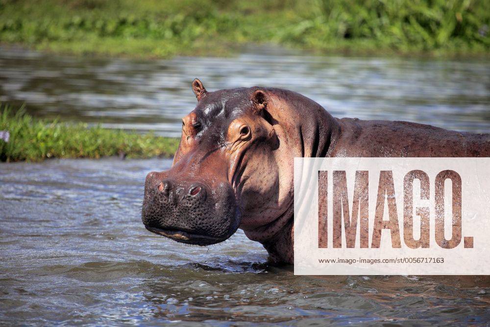 Flusspferd (Hippopotamus amphibius), Murchison Falls National Park, Uganda, Ostafrika iv_003_7550