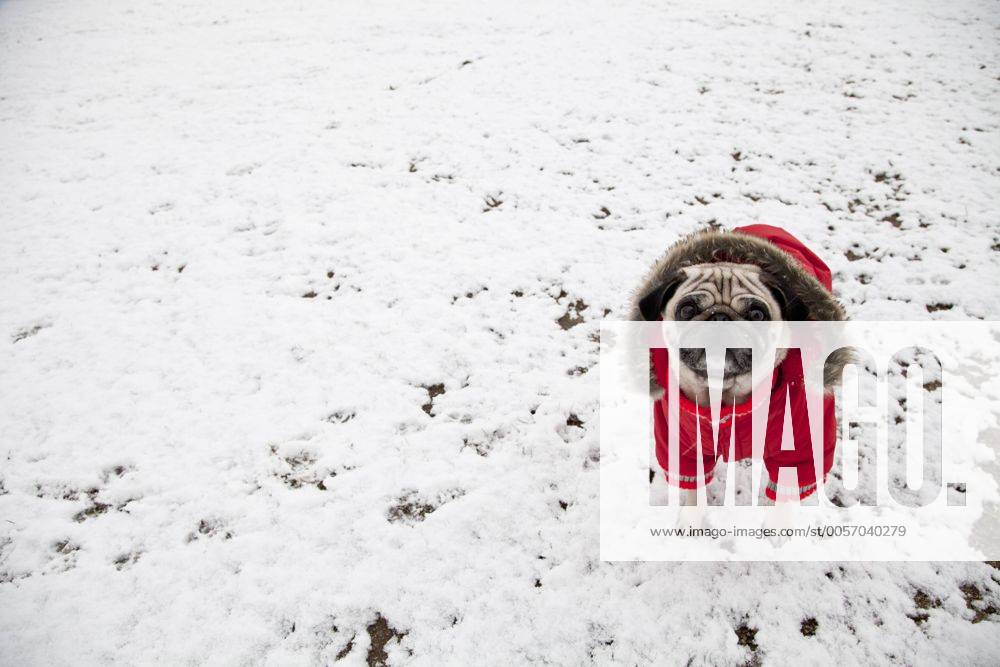 Mops im roten Mäntelchen im Winter, Sant Cugat del Valles, Barcelona, Katalonien, Spanien, Europa iblcsp02154619