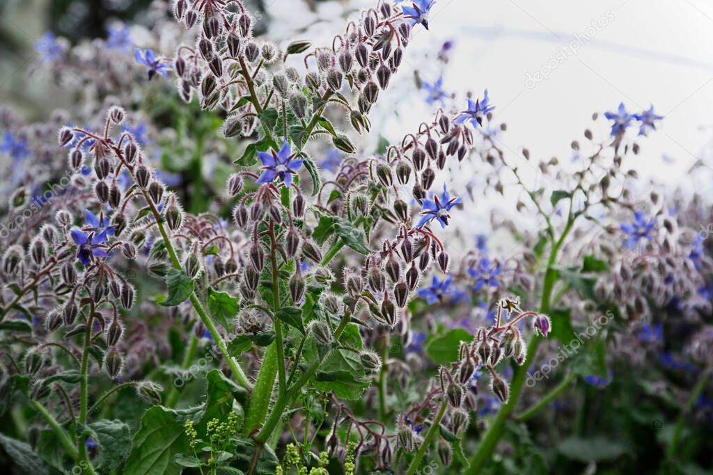 ITALY, Lazio, countryside, borage plant and flowers