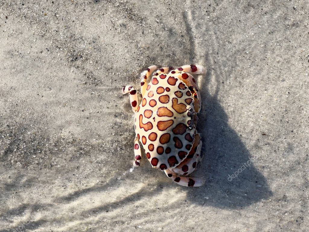 Calico box crab or Leopard Crab in shallow water on beach