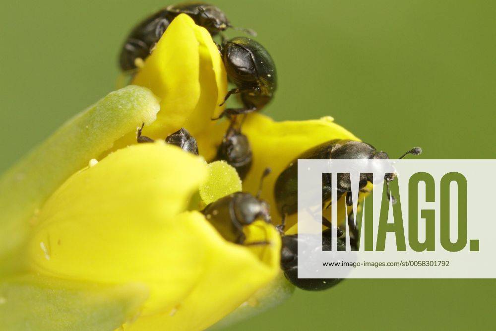 Rapsglanzkaefer, Raps-Glanzkaefer (Meligethes aeneus), fressen an einer Rapsbluete, Deutschland, Bayern pollen beetle (Meligethes aeneus), on a rape flower, Germany, Bavaria BLWS311226