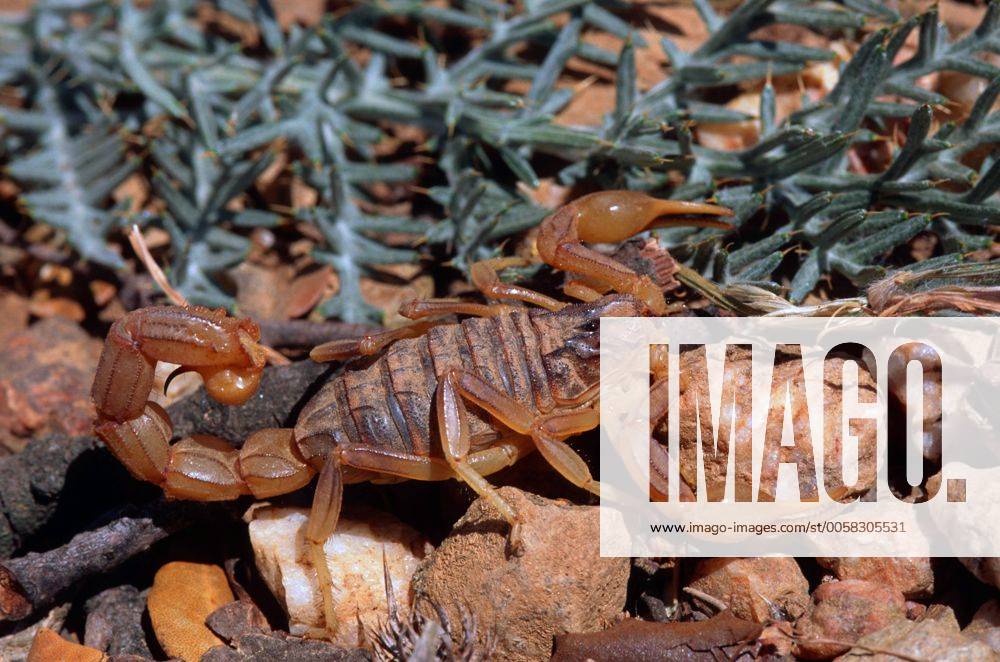 Okzitanischer Skorpion, Gelber Mittelmeerskorpion, Gemeiner Mittelmeerskorpion (Buthus occitanus), Spanien common yellow scorpion (Buthus occitanus), Spain BLW023257