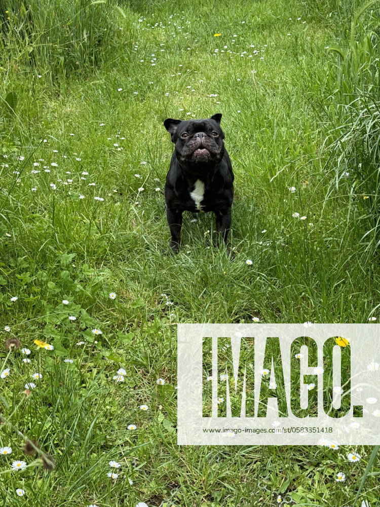 Junge schwarz-weiße Französische Bulldogge bellt im Garten auf der Gänseblümchenwiese