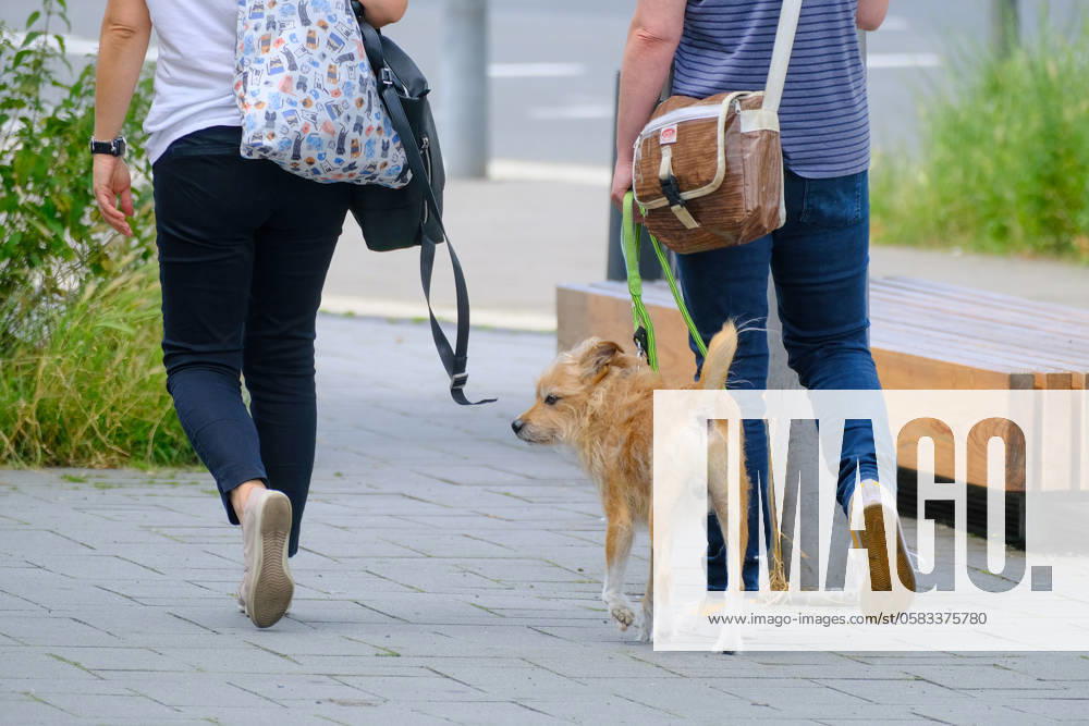 Düsseldorf 19.06.2024 Hund Hunde Gassi gehen gassigehen Spaziergänger spazieren Spaziergang Hundekot Hundekotbeutel Kotbeutel Hundescheisse Hundehaufen Düsseldorf Nordrhein-Westfalen Deutschland