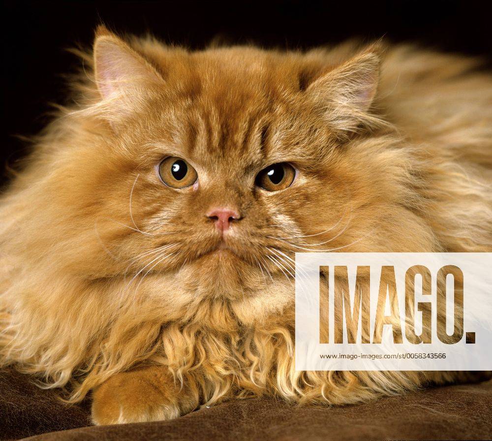 Red Persian Domestic Cat, Portrait of Adult