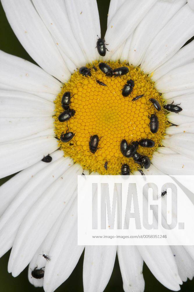 Rapsglanzkaefer, Raps-Glanzkaefer (Meligethes aeneus, Brassicogethes aeneus), als Bluetenbesucher auf einer Margerite, Deutschland pollen beetle (Meligethes aeneus, Brassicogethes aeneus), on a daisy flower, Germany BLWS312460