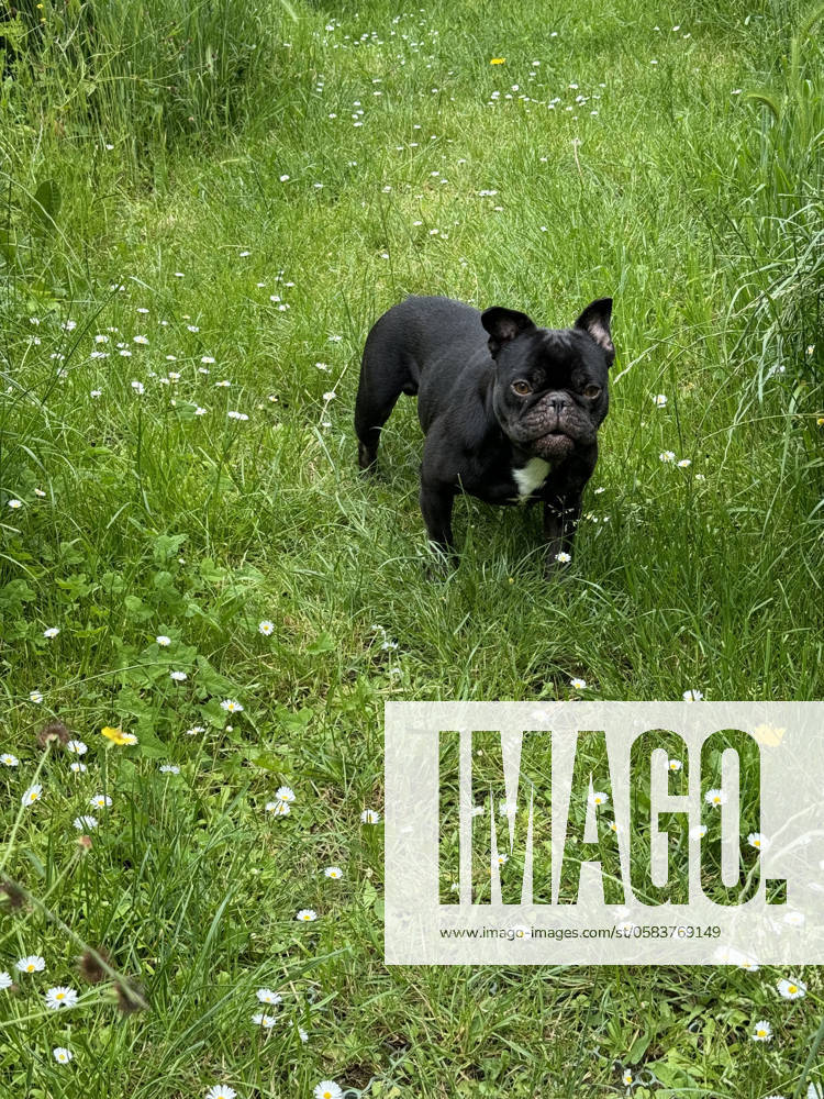 Junge schwarz-weiße Französische Bulldogge bellt im Garten auf der Gänseblümchenwiese