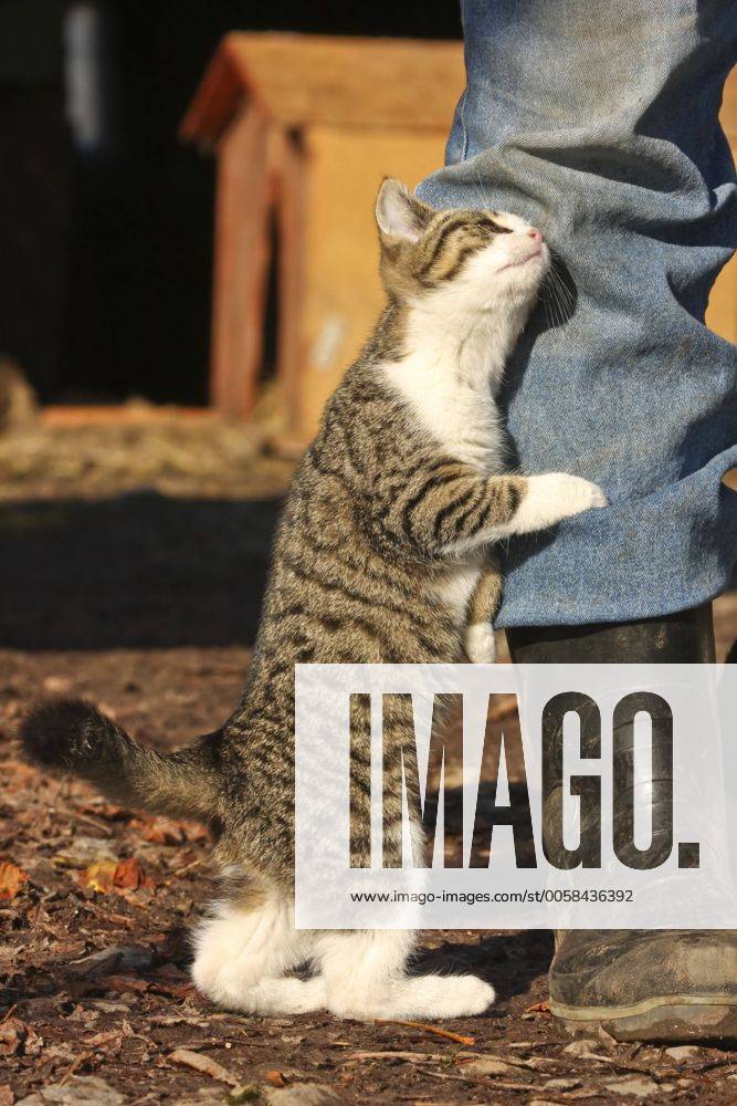 Hauskatze, Haus-Katze (Felis silvestris f. catus), reibt sich an einem Menschenbein domestic cat, house cat (Felis silvestris f. catus), rubbing at human beings leg BLWS205876
