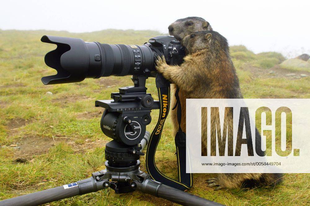Alpenmurmeltier, Alpen-Murmeltier (Marmota marmota), zwei Tiere beschaeftigen sich mit einer auf einer Bergwiese stehenden Kamera, Oesterreich, Kaernten, Nationalpark Hohe Tauern, Heiligenblut alpine marmot (Marmota marmota), two animals occupied with a camera standing in an alpine pasture, Austria, Kaernten, Nationalpark Hohe Tauern, Heiligenblut BLWS281933