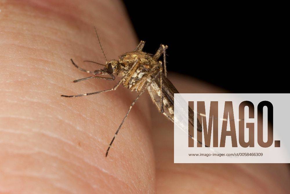 Stechmuecke, Stech-Muecke (Aedes spec.), Weibchen beim Blutsaugen auf menschlicher Haut, Deutschland Mosquito, Gnat (Aedes spec.), female sitting on human skin sucking blood , Germany BLWS279462