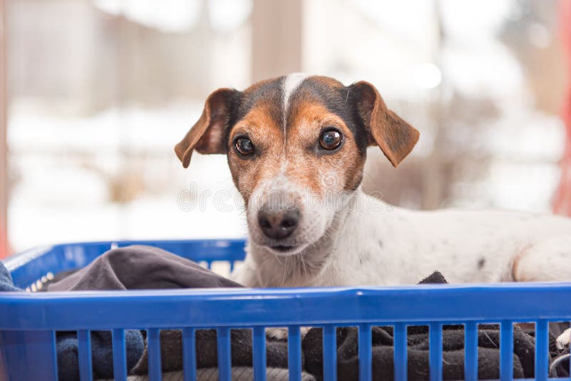 Dog lies in a laundry basket with freshly washed folded and ironed laundry indoor. Jack Russell Terrier 10 years old. Hair type, Beatuy dog lies in a laundry basket with freshly washed folded and ironed laundry indoor. Jack Russell Terrier 10 years old. Hair type smooth