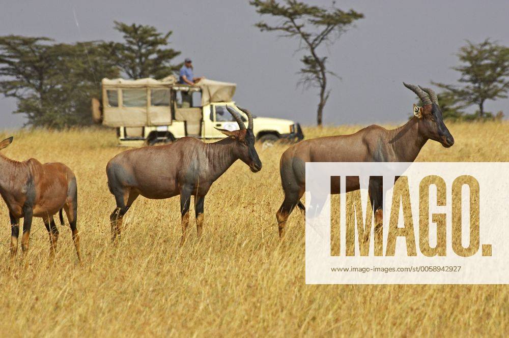 Tourist with Topi, damaliscus korrigum, Group in Savannah, Masai Mara Park in Kenya