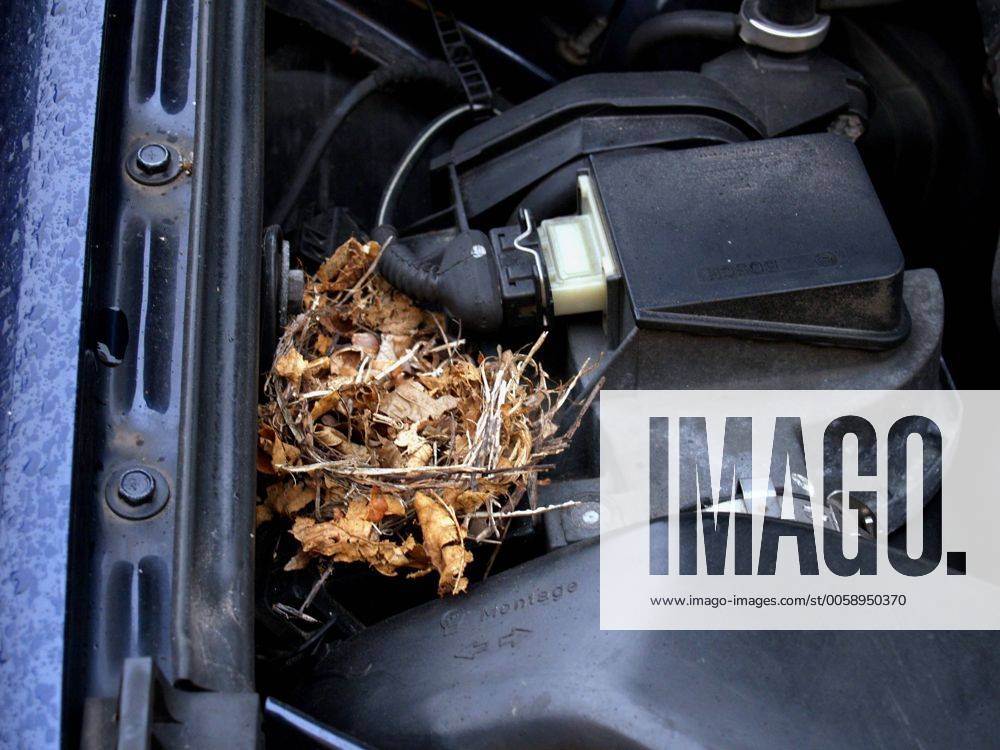 Wintervorrat von einem Nagetier im Motorraum