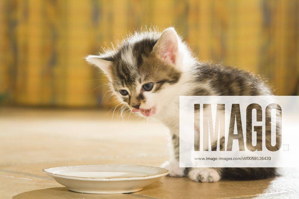 Hauskatze, Haus-Katze (Felis silvestris f. catus), kleines Kaetzchen frisst aus eine Schuessel domestic cat, house cat (Felis silvestris f. catus), little kitten feeding from a bowl BLWS262267