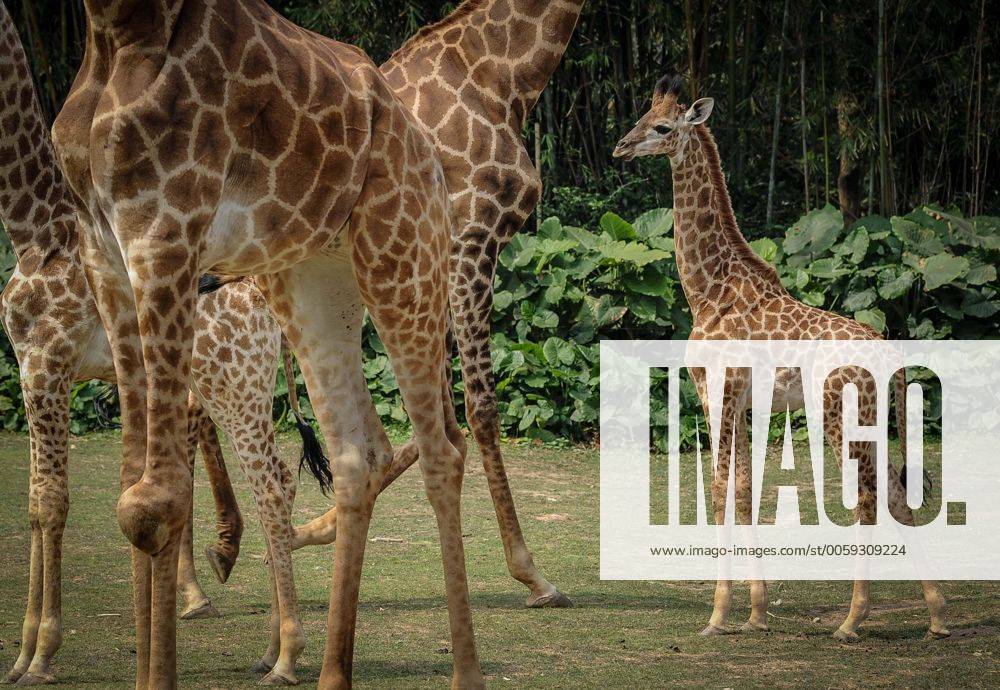 (130306) -- GUANGZHOU, March 6, 2013 (Xinhua) -- A newborn giraffe (R) with a height of 1.8 meters is seen at the Chimelong Safari Park in Guangzhou, capital of south China s Guangdong Province, March 6, 2013. The park has witnessed a reproductive peak since the beginning of the lunar new year with a lot of newborn animals of dozens of species added to the zoo. (Xinhua Liu Dawei) (mp) CHINA-GUANGZHOU-NEWBORN ANIMALS (CN)
