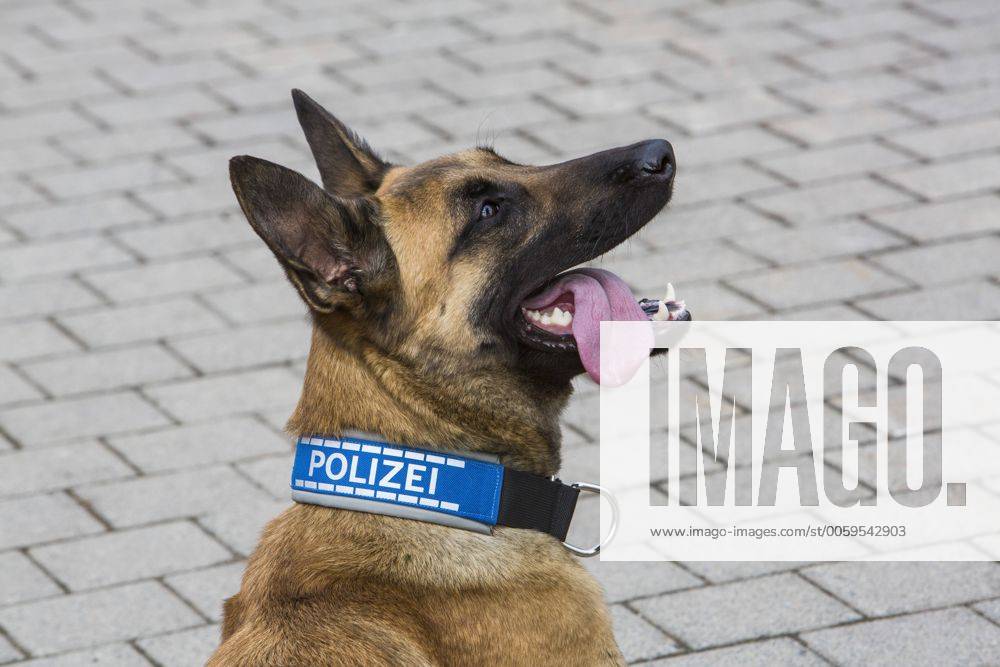 Polizeihund, belgischer Schäferhund, mit Polizeihalsband. Schutzhund, Spürhund.