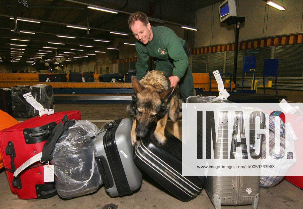 Hundeführer Tobias Groß kontrolliert am 07.03.2011 mit Spürhund Amy am Flughafen Frankfurt Koffer aus einer Maschine aus Amerika. Der Schäferhund ist einer der beiden Artenschutz-Spürhunde am Flughafen Frankfurt am Main. Im Jahr 2009 deckte der Flughafen-Zoll durchschnittlich zweimal am Tag die illegale Einfuhr geschützter Tiere und Pflanzen auf, darunter über 3.000 lebende Tiere und über 2.600 lebende Pflanzen. Artenschutz-Spürhunde sind dem illegalen Handel mit bedrohten Tieren und Pflanzen auf der Spur, den Schmugglern von Schildkröteneiern, Krokodilledertaschen oder Elfenbein. An den Flughäfen Frankfurt, Hamburg, Nürnberg und Bremen sind tierische Ermittler im Dienste des Artenschutzes im Einsatz - sie gehören zu den wenigen Vorreitern in Europa. Neben Drogen und Waffen werden auch bedrohte Arten im großen Stil geschmuggelt. Interpol schätzt, dass auf dem Schwarzmarkt jährlich Tiere 360352