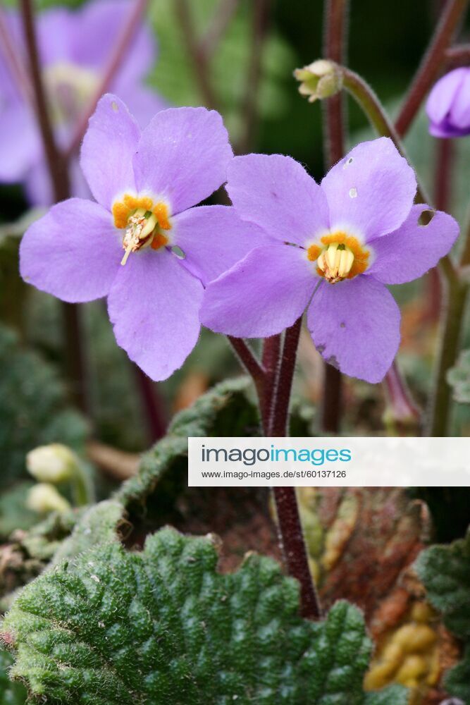 Felsenteller, Pyrenaeen-Felsenteller (Ramonda myconi, Ramonda pyrenaica), Blueten. Endemit der Pyrenaeen Ramonda myconi (Ramonda myconi, Ramonda pyrenaica), flowers BLWS034519