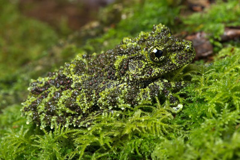 Mossy Frog (Theloderma Corticale), Vietnamese Mossy Frog camouflaged on mossy background