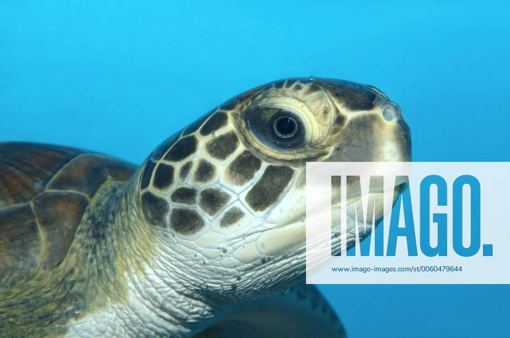 Suppenschildkröte (Chelonia mydas), Rotes Meer, Hurghada, Al-Bahr al-ahmar, Ägypten, Afrika ibxaaa03157976