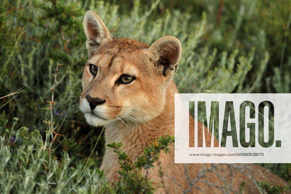 Puma, Bergloewe, Berg-Loewe (Puma concolor, Profelis concolor, Felis concolor), Portraet, Chile, Ultima Esperanza, Torres del Paine Nationalpark Puma, Mountain lion, Cougar (Puma concolor, Profelis concolor, Felis concolor), portrait, Chile, Ultima Esperanza, Torres del Paine National Park BLWS346665