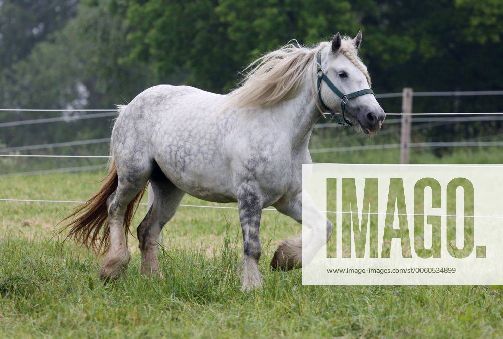 Oberoderwitz, Sachsen, GER - Shire Horse im Trab auf der Weide. Pferdehof am Spitzberg. (Pferd, Shirehorse, Shire, Rasse, Pferderasse, Rassepferd, Shire Horse, Schimmel, Kaltblut, Kaltblueter, Kaltblutpferd, Trab, traben, Kaltblüter) 036D080613OBERODERWITZ.JPG GALOPP
