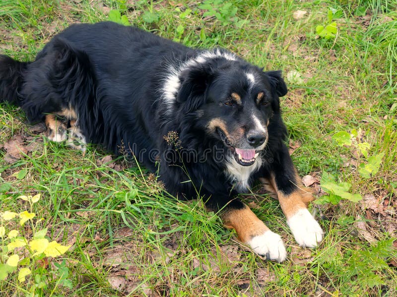 Large black dog from Berner Sennenhund lying on the lawn grass, Large black dog from Berner Sennenhund lying on the lawn grass.
