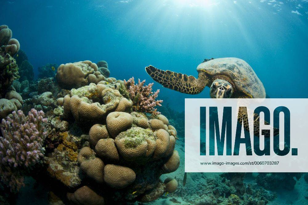 Suppenschildkröte (Chelonia mydas), Rotes Meer, Marsa Alam, Ägypten, Afrika iblaic03765433