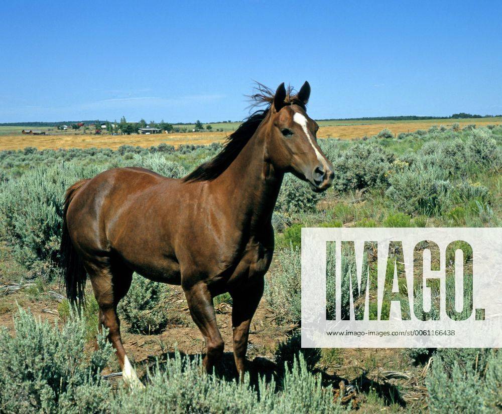 Warmblutpferd der Rasse Standardbred, Traber- und Wagenpferd aus Nordamerika, frei im Prärieland Warmblut_117885