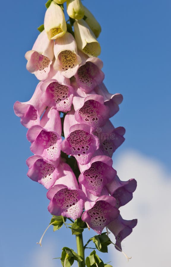 Purple foxglove, Purple foxglove against the sky close up