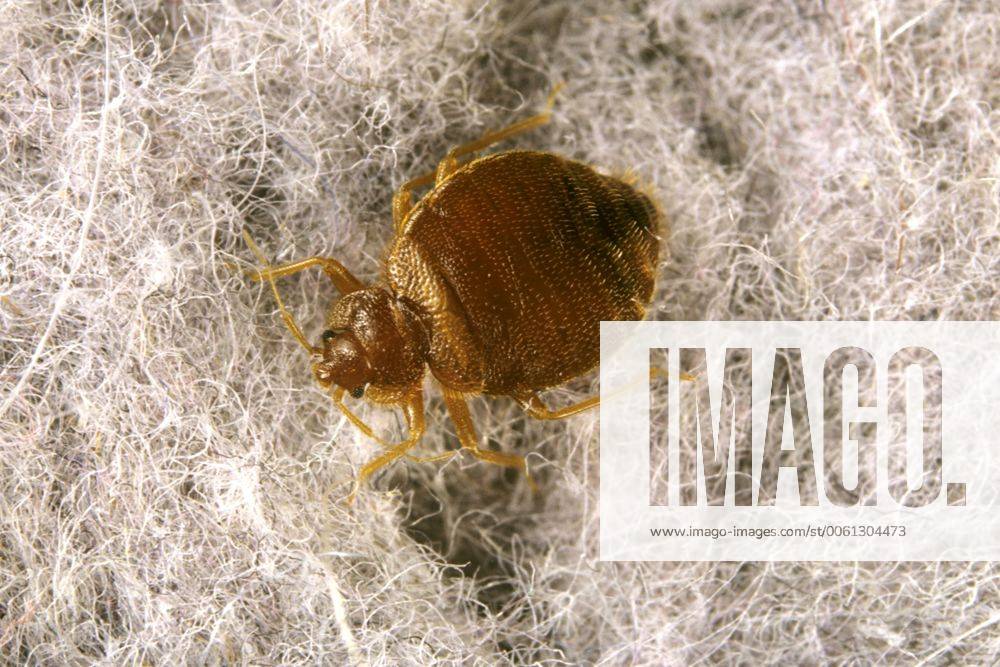 Gemeine Bettwanze, Bettwanze, Bett-Wanze, Hauswanze, Haus-Wanze (Cimex lectularius), auf wolligem Untergrund Bedbug, Common bedbug, Wall-louse (Cimex lectularius), on hairy ground BLW053418