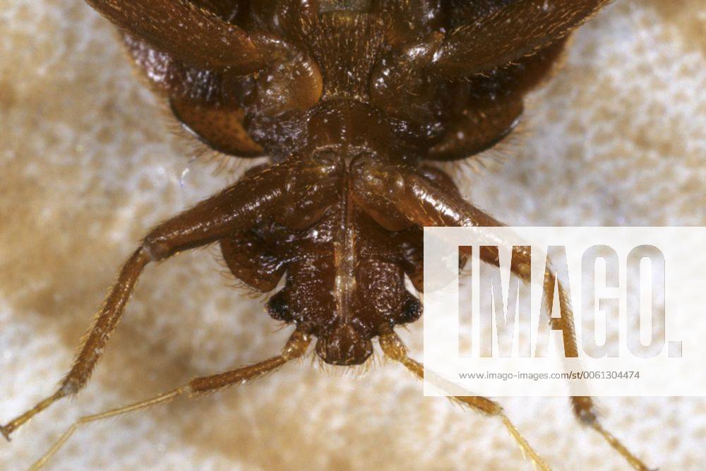 Gemeine Bettwanze, Bettwanze, Bett-Wanze, Hauswanze, Haus-Wanze (Cimex lectularius), Portraet der Unterseite Bedbug, Common bedbug, Wall-louse (Cimex lectularius), portrait from the underside BLW053420