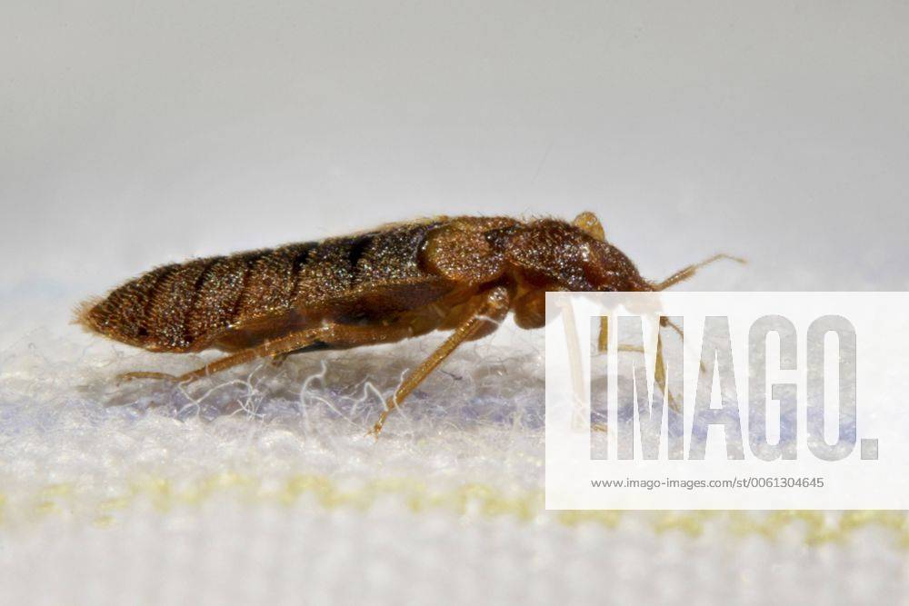 Gemeine Bettwanze, Bettwanze, Bett-Wanze, Hauswanze, Haus-Wanze (Cimex lectularius), im Bett Bedbug, Common bedbug, Wall-louse (Cimex lectularius), in bed BLWS361463