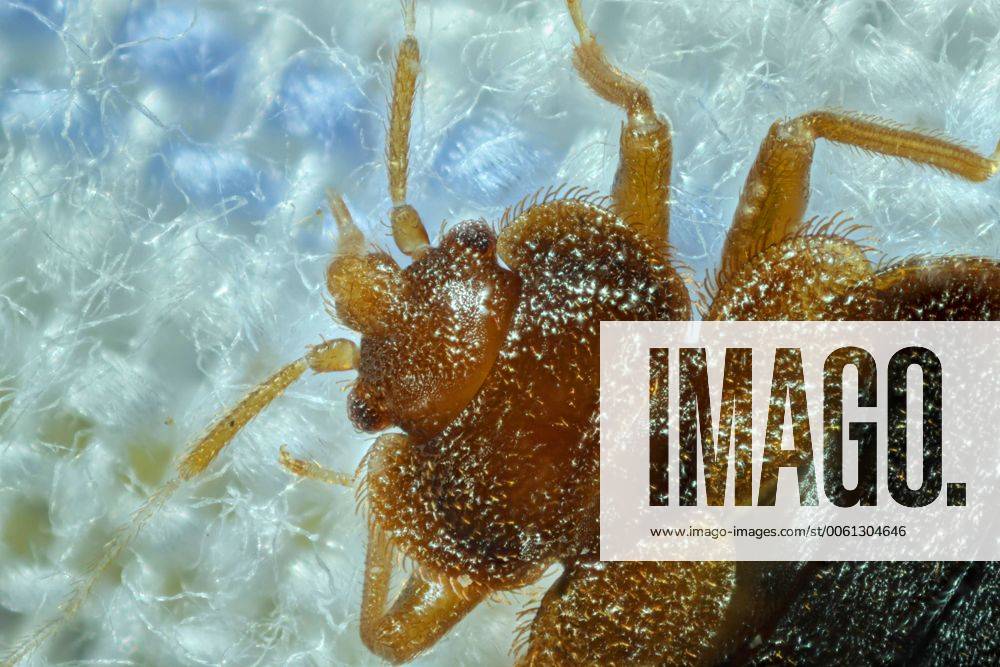 Gemeine Bettwanze, Bettwanze, Bett-Wanze, Hauswanze, Haus-Wanze (Cimex lectularius), Portraet Bedbug, Common bedbug, Wall-louse (Cimex lectularius), portrait BLWS361464