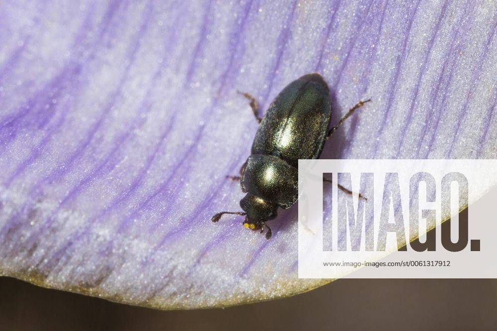 Rapsglanzkaefer, Raps-Glanzkaefer (Meligethes aeneus, Brassicogethes aeneus), sitzt auf dem Bluetenblatt eines Krokus, Deutschland Pollen beetle (Meligethes aeneus, Brassicogethes aeneus), sits on the petal of a crocus flower, Germany BLWS361701