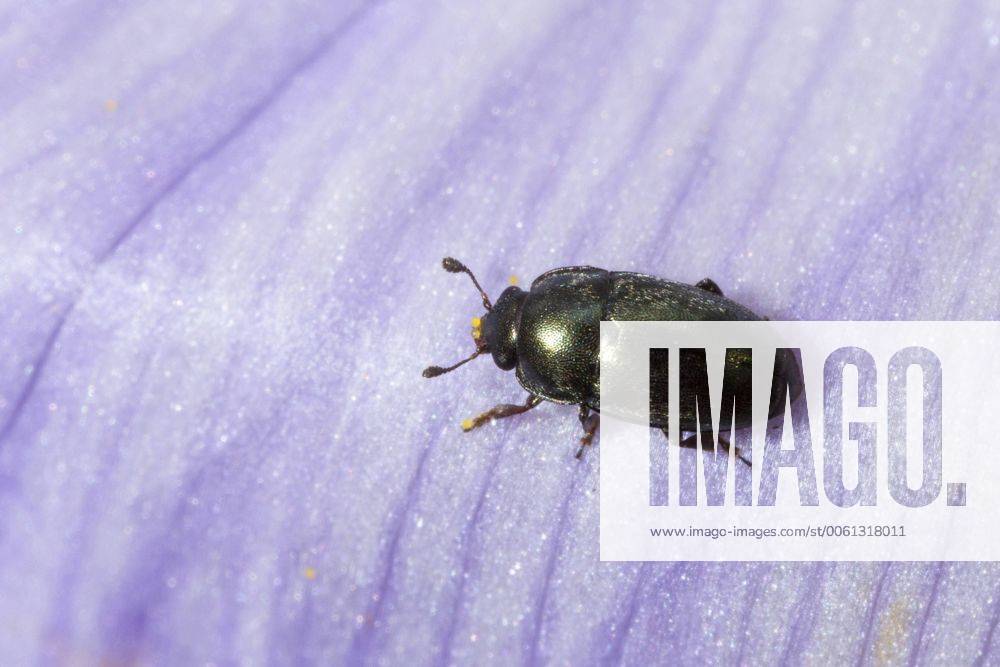 Rapsglanzkaefer, Raps-Glanzkaefer (Meligethes aeneus, Brassicogethes aeneus), sitzt auf dem Bluetenblatt eines Krokus, Deutschland Pollen beetle (Meligethes aeneus, Brassicogethes aeneus), sits on the petal of a crocus flower, Germany BLWS361700