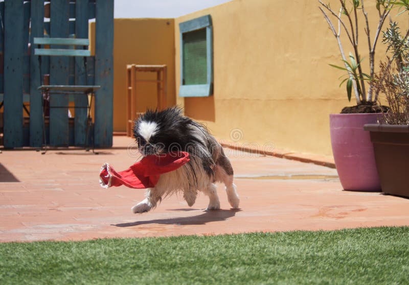 Pekingese, Little pekingese dog playing with a red sock