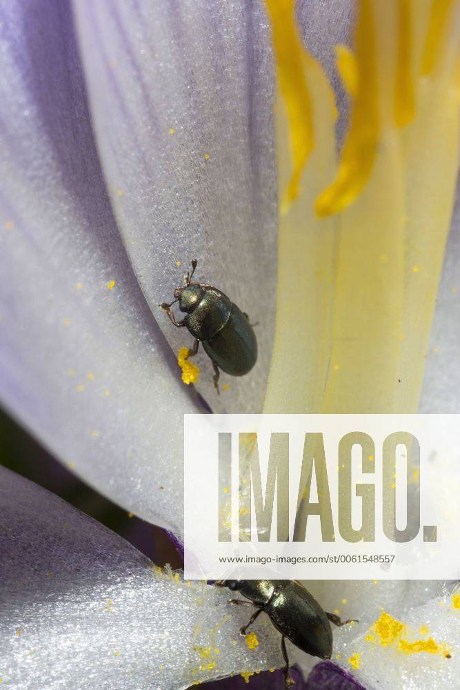 Rapsglanzkaefer, Raps-Glanzkaefer (Meligethes aeneus, Brassicogethes aeneus), krabbbeln in der Bluete eines Krokus, Deutschland Pollen beetle (Meligethes aeneus, Brassicogethes aeneus), on a cocus flower, Germany BLWS361699