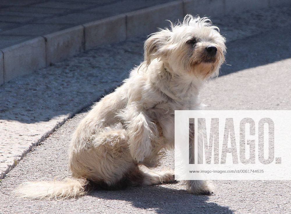 Kroatien Istrien Ansicht Stadtansicht Rovinj Rovigno Ruvigno Ruwein Ortsansicht Stadtansicht Foto: Straßenhund Hund Köter Mischling Mischlingshund kratzt sich