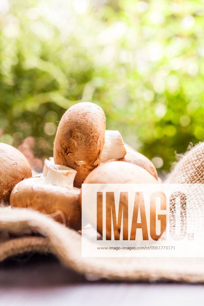 Frische braune champignons im Sonnenlicht auf einem Holztisch bei Tageslicht