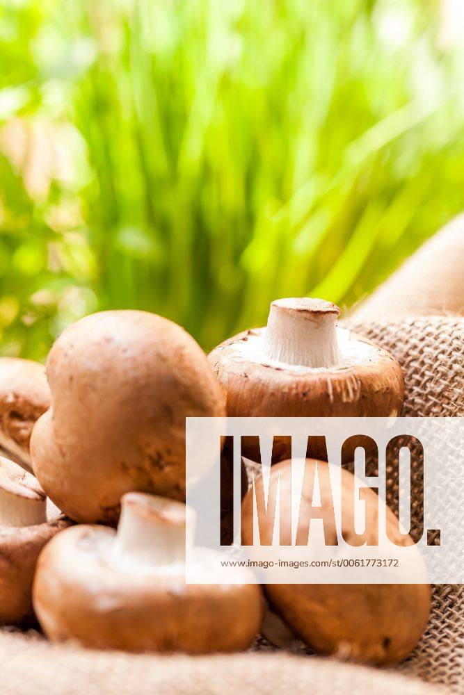 Frische braune champignons im Sonnenlicht auf einem Holztisch bei Tageslicht