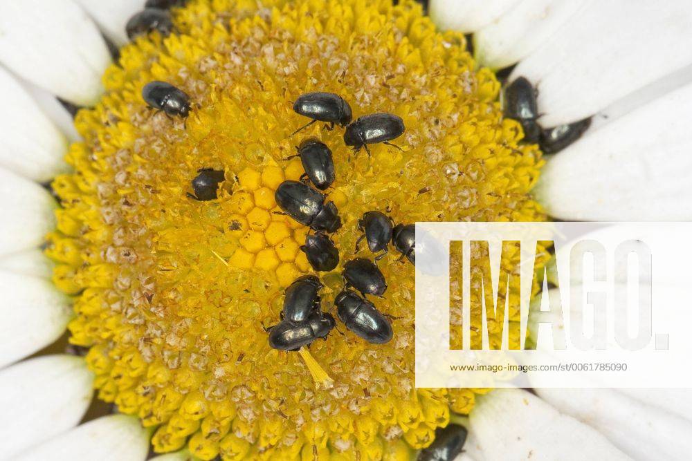 Rapsglanzkaefer, Raps-Glanzkaefer (Meligethes aeneus, Brassicogethes aeneus), als Bluetenbesucher auf einer Margerite, Deutschland pollen beetle (Meligethes aeneus, Brassicogethes aeneus), on a daisy flower, Germany BLWS312459