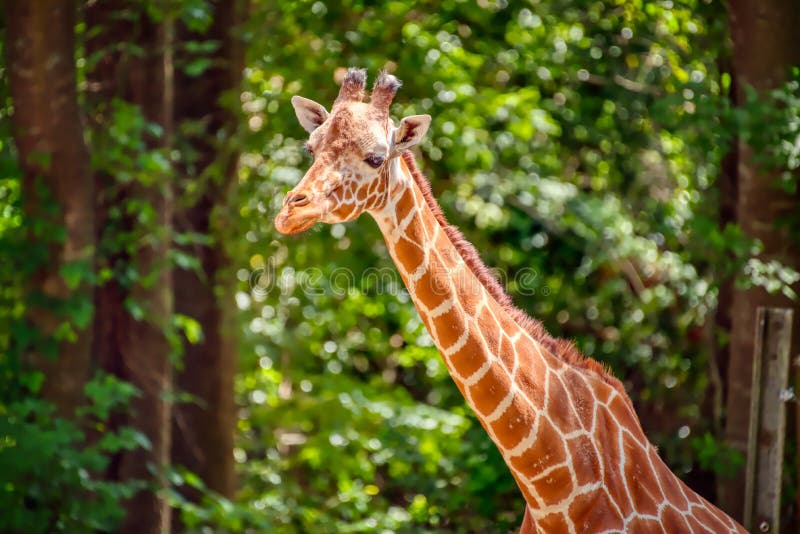 A head and neck shot of a giraffe against | IMAGO Stockfoto
