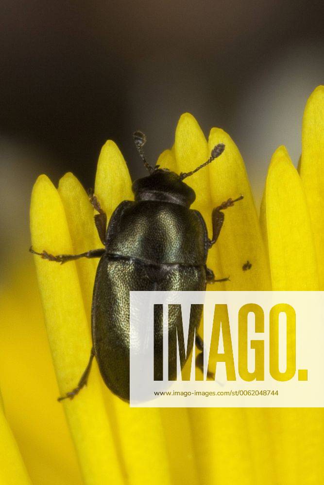 Rapsglanz-Kaefer, Rapsglanzkaefer (Meligethes aeneus, Brassicogethes aeneus), als Bluetenbesucher auf Huflattich, Deutschland pollen beetle (Meligethes aeneus, Brassicogethes aeneus), on coltsfoot, Germany BLWS273771