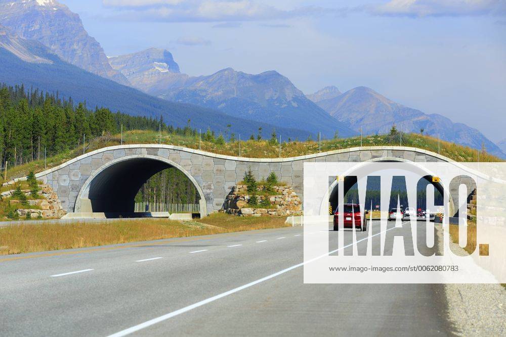 Wildlife bridge crossing over the Trans-Canada Highway, Banff National Park, Alberta, Canada acp72553 Photography
