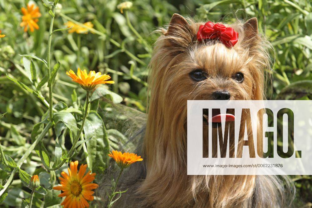 Yorkshire-Terrier, Yorkshire Terrier (Canis lupus f. familiaris), Huendin, 9 Jahre alt, Portraet, Kopfaufnahme zwischen Blumen Yorkshire Terrier (Canis lupus f. familiaris), female, 9 years old, portrait between flowers BLWS175611